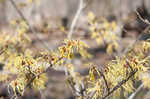 American witch-hazel